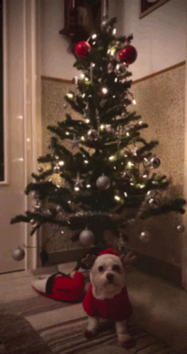 Puppy Cute GIF. This 264 x 498 animated GIF is part of our guten morgen zweiter advent collection. Related themes include cute, funny, love. Created by…