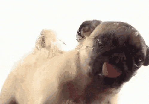 Puppy Cutie GIF
