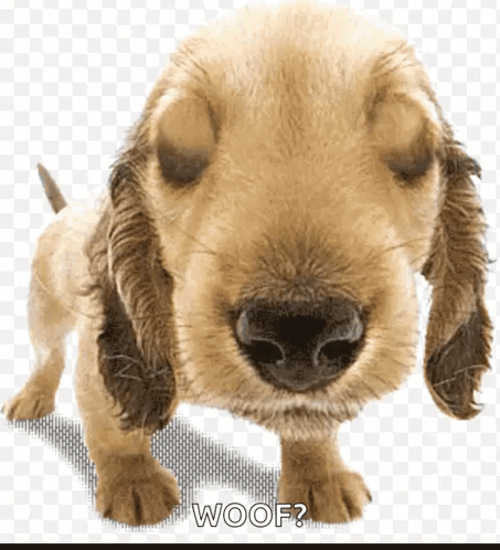 Puppy Dog Eyes Puppy GIF