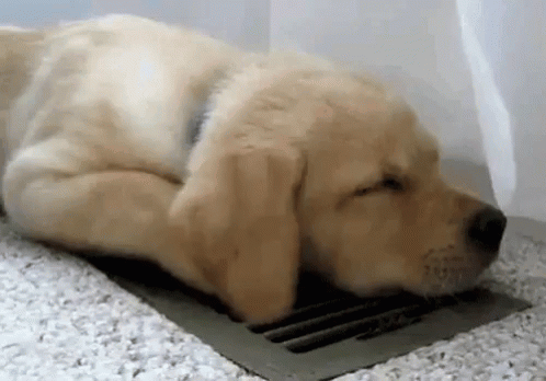 Puppy Dog GIF