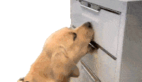 Puppy Dog Sticker