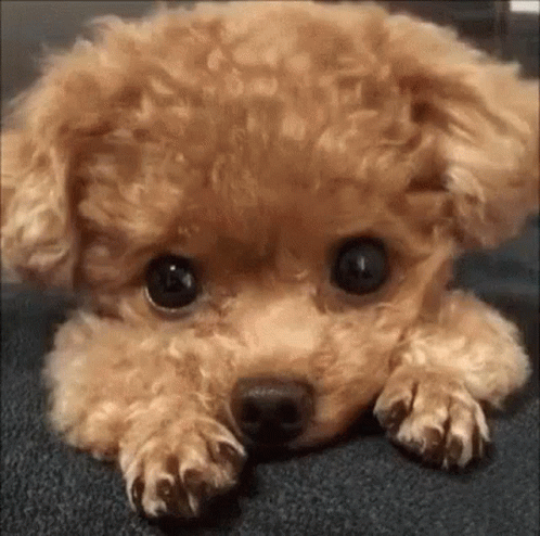 Puppy Dog GIF
