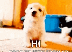 Puppy Dog GIF