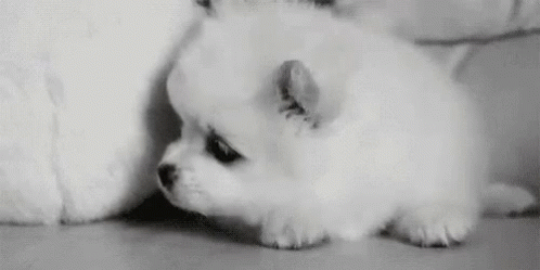 Puppy Dog GIF