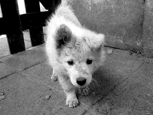 Puppy Dog GIF