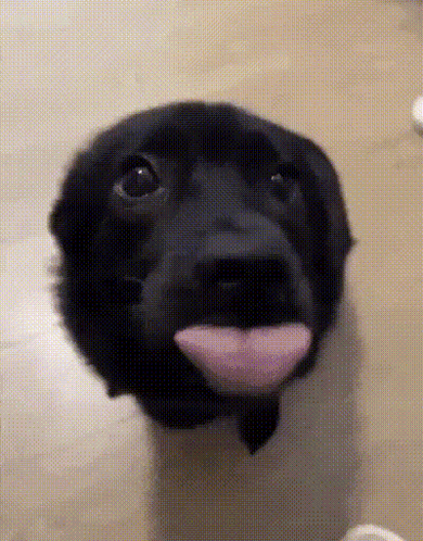 Puppy Eyes Black Puppy GIF