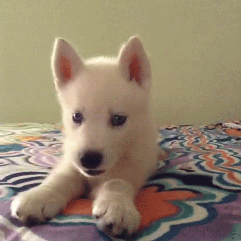 Puppy GIF