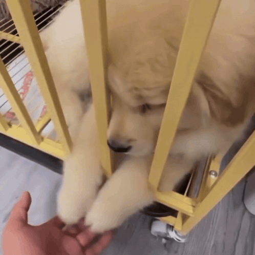 Puppy Golden Retriever GIF