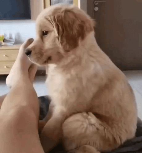 Puppy Golden Retriever GIF