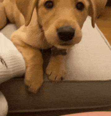 Puppy Growl GIF