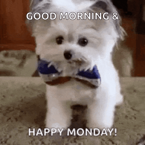 Puppy High Five GIF