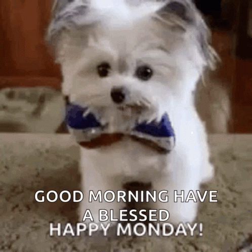 Puppy High GIF. This 498 x 498 animated GIF is part of our lustige montags collection. Related themes include animal, cute, me. Created by CornellFordJr…