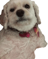 Puppy Lick Sticker