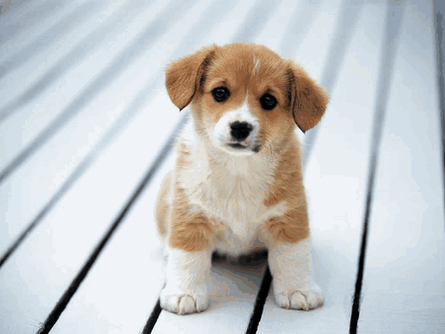 Puppy Meme