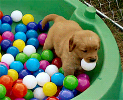 Puppy Playing GIF