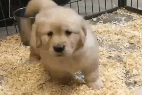 Puppy Puppy Happy GIF