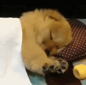 Puppy Sleep GIF