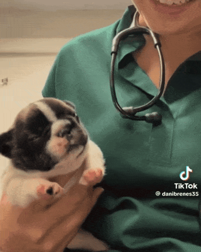 Puppy Stare Puppy Staring GIF