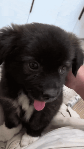 Puppy Tongue GIF