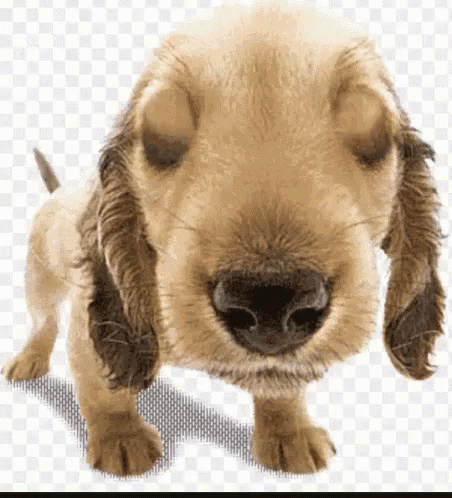 Puppydog Sad Eyes GIF