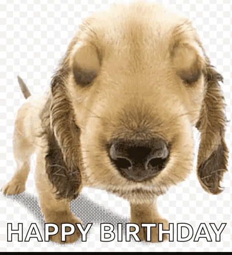 Puppydogeyes Puppy GIF