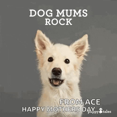 Puppytalesphotos Puppytales GIF