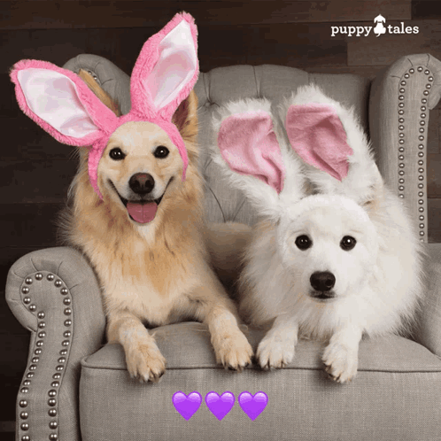 Puppytalesphotos Puppytales GIF
