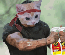 Push Pushcat GIF