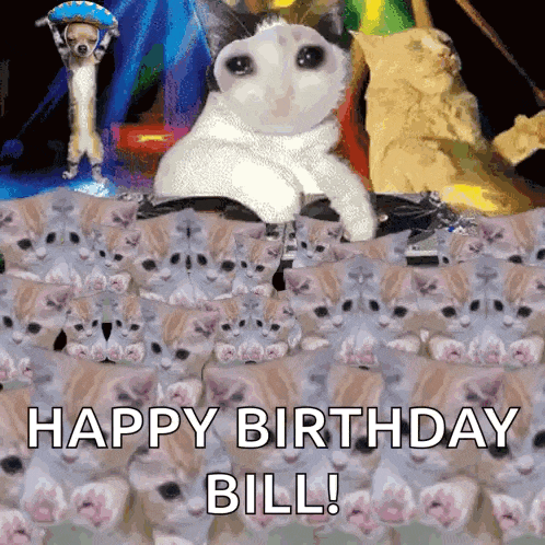 Pushcat Pushcto GIF