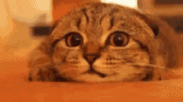 Pussy Cat GIF