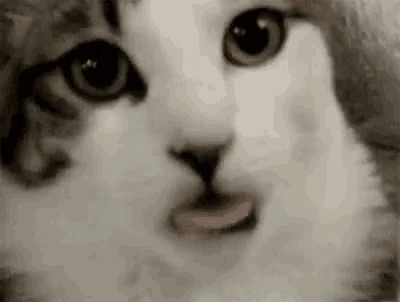 Pussy Cat GIF