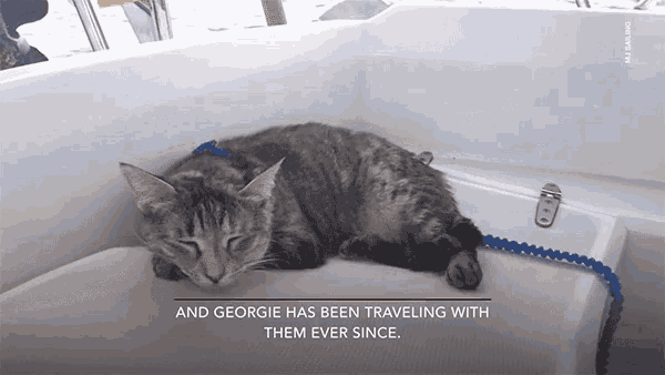 Pussy Cat Meow GIF