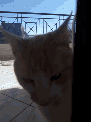 Pussy Cat GIF