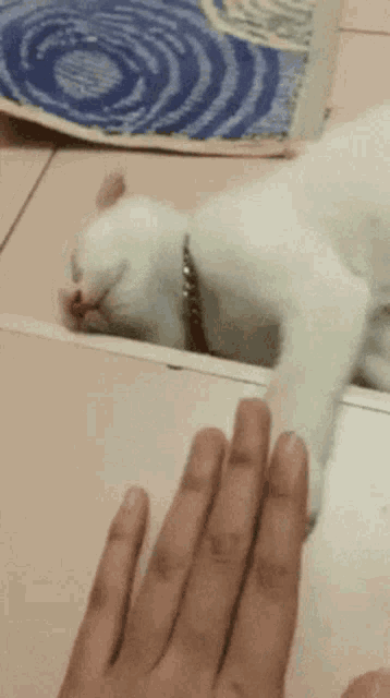 Pussy Pat GIF