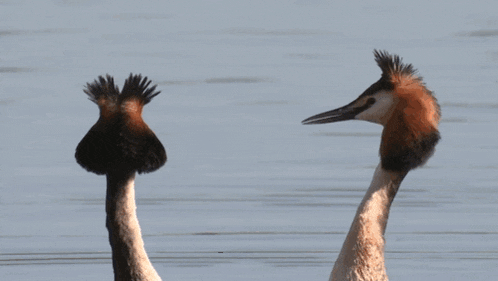 Puteketeke Bird GIF