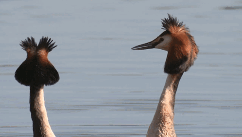 Puteketeke Bird GIF