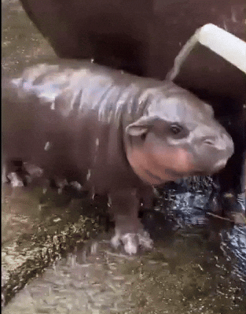 Pygmy Hippo Moodeng GIF