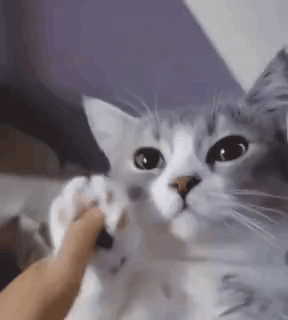 Qeliameow Cat GIF