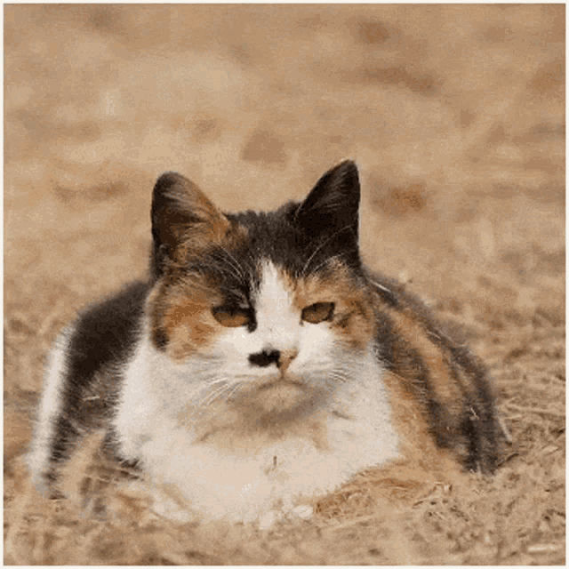 Question Question Mark GIF