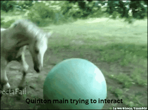 Quinton Quinton Main GIF