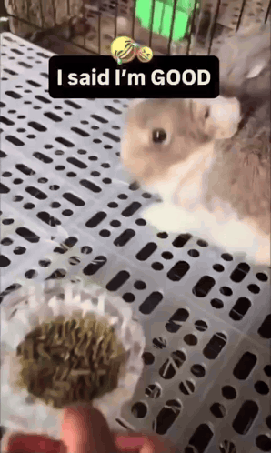Rabbit Angry Meme Angry Rabbit Meme GIF