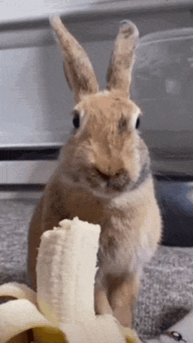 Rabbit Banana GIF