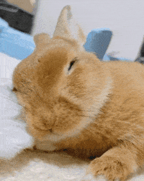 Rabbit Bun GIF