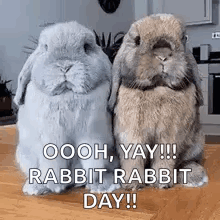 Rabbit Images Rabbit Rabbit GIF