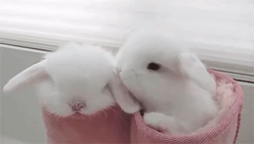Rabbit Love GIF