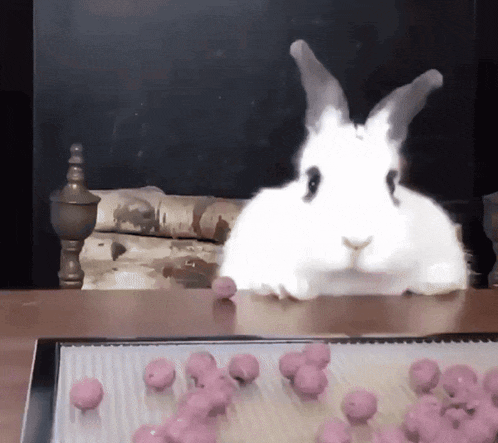 Rabbit Rabbit Falling GIF