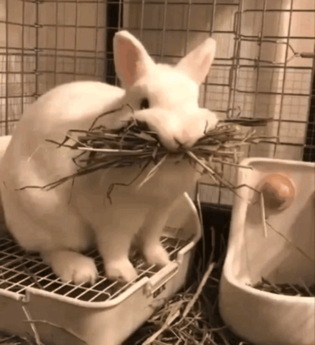 Rabbit GIF