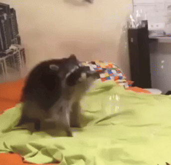 Racc Raccoon GIF