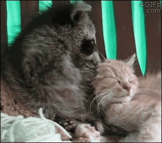 Raccoon Cat GIF