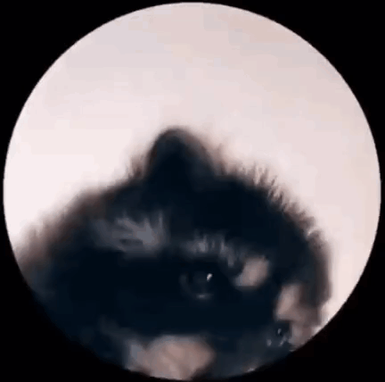 Raccoon Circle Dance Round GIF